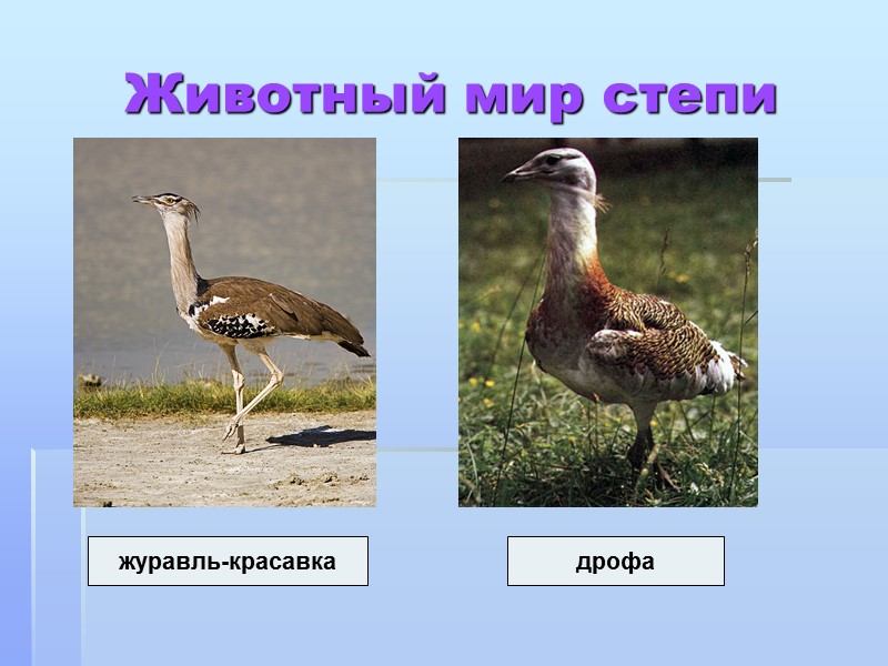 Животный мир степи журавль-красавка дрофа